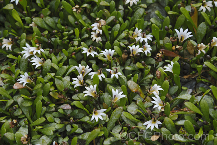 Remuremu or Swampweed (<i>Selliera radicans</i>), a prostrate, evergreen perennial found in estuarine areas of southern Australia,Chile and New Zealand It is usually perfectly flat but can mound or scramble to 20cm high and may have a spread of up to 2m. The fan-shaped white flowers open in summer and are followed by small, fleshy, yellow-green fruits. selliera-3635htm'>Selliera. <a href='goodeniaceae-plant-family-photoshtml'>Goodeniaceae</a>. Order: Asterales</a>