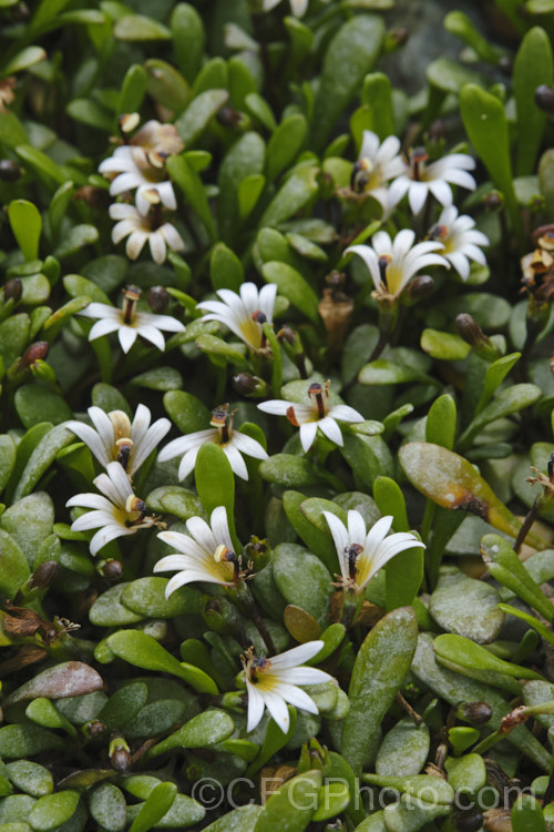 Remuremu or Swampweed (<i>Selliera radicans</i>), a prostrate, evergreen perennial found in estuarine areas of southern Australia,Chile and New Zealand It is usually perfectly flat but can mound or scramble to 20cm high and may have a spread of up to 2m. The fan-shaped white flowers open in summer and are followed by small, fleshy, yellow-green fruits. selliera-3635htm'>Selliera. <a href='goodeniaceae-plant-family-photoshtml'>Goodeniaceae</a>. Order: Asterales</a>