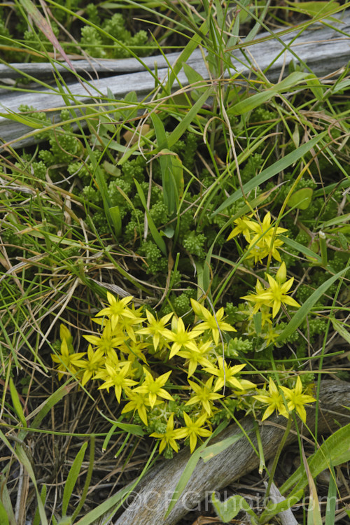 Stone. Crop, Stonecrop or Wall. Pepper (<i>Sedum acre</i>), a low, spreading, mat-forming summer-flowering succulent native to Europe, North Africa and Turkey. It has naturalised in many areas. There are several variegated and coloured foliage garden cultivars. sedum-2492htm'>Sedum. <a href='crassulaceae-plant-family-photoshtml'>Crassulaceae</a>. Order: Saxifragales</a>