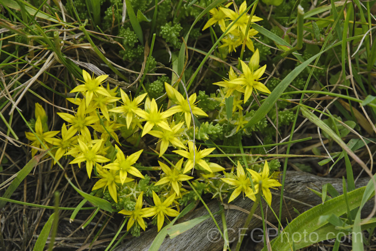 Stone. Crop, Stonecrop or Wall. Pepper (<i>Sedum acre</i>), a low, spreading, mat-forming summer-flowering succulent native to Europe, North Africa and Turkey. It has naturalised in many areas. There are several variegated and coloured foliage garden cultivars. sedum-2492htm'>Sedum. <a href='crassulaceae-plant-family-photoshtml'>Crassulaceae</a>. Order: Saxifragales</a>