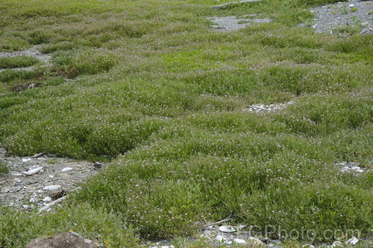 Saltmarsh. Sand Spurrey (<i>Spergularia marina [syn. Spergularia salina]), a late spring- to summer-flowering annual that is widespread in coastal areas of the northern temperate zones and now extensively naturalised in the Southern Hemisphere too. spergularia-3322htm'>Spergularia. Order: Caryophyllales, Family: Caryophyllaceae Order: Caryophyllales</a>