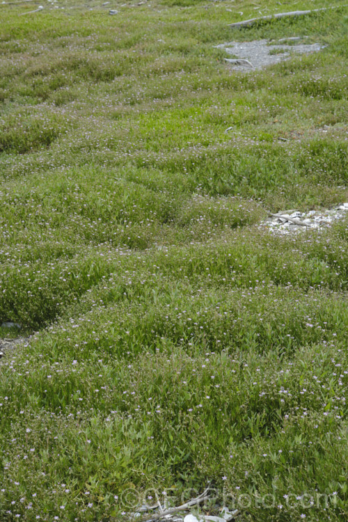 Saltmarsh. Sand Spurrey (<i>Spergularia marina [syn. Spergularia salina]), a late spring- to summer-flowering annual that is widespread in coastal areas of the northern temperate zones and now extensively naturalised in the Southern Hemisphere too. spergularia-3322htm'>Spergularia. Order: Caryophyllales, Family: Caryophyllaceae Order: Caryophyllales</a>