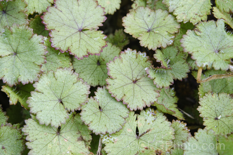 Hairy Pennywort (<i>Hydrocotyle moschata</i>), a New Zealand species of hydrocotyle that in gardens is considered weeds, especially of lawns. This species has toothed, grey-green leaves with conspicuous hairs and shallow lobes, often with a reddish-purple tint at the edge. hydrocotyle-3037htm'>Hydrocotyle. Order: Apiales, Family: Araliaceae Order: Apiales</a>