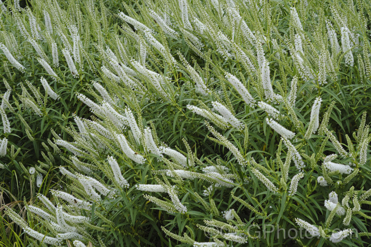 Snowdrift. Hebe (<i>Veronica salicifolia [syn. Hebe salicifolia] 'Snowdrift'), a heavy-blooming, white-flowered cultivar (possibly a hybrid</i>) of a large evergreen shrub native to New Zealand, where it occurs throughout the South Island and Stewart Island The main flowering period is early summer, but in a mild climate the plant has flowerheads for much of the year. It can grow to over 2m high and wide but is easily kept trimmed to a much smaller size