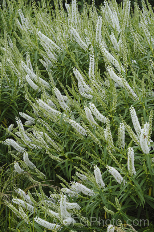 Snowdrift. Hebe (<i>Veronica salicifolia [syn. Hebe salicifolia] 'Snowdrift'), a heavy-blooming, white-flowered cultivar (possibly a hybrid</i>) of a large evergreen shrub native to New Zealand, where it occurs throughout the South Island and Stewart Island The main flowering period is early summer, but in a mild climate the plant has flowerheads for much of the year. It can grow to over 2m high and wide but is easily kept trimmed to a much smaller size