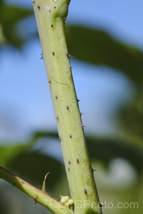 Prickles on the stem of a Raspberry (<i>Rubus idaeus</i>), a 15-2m tall deciduous Eurasian shrub that forms a clump of erect, strong-growing canes that are bristly rather than prickly. Its white flowers appear in spring and develop quickly into the familiar edible red fruits. Autumn-fruiting or everbearing raspberries are often pruned back hard in winter so they produce a single late season crop. Raspberries are popular for eating fresh, but the texture of the fruit does not appeal to all, so they are perhaps better known in pulped form, used as a flavouring. The prickles (modified hairs</i>) that cover the stems are small but unpleasantly sharp. Order: Rosales, Family: Rosaceae