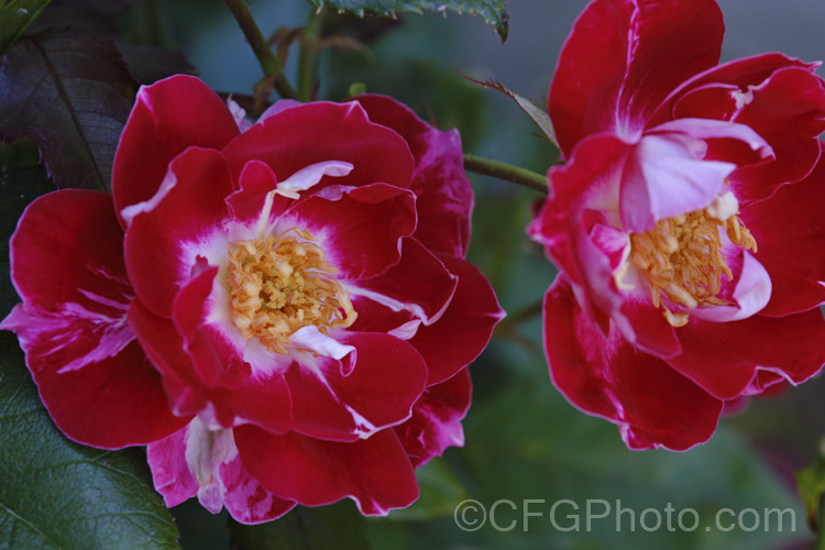 Rosa 'Old Master' ('Maxi' × ['Evelyn Fison' × ('Orange Sweetheart' × 'Frühlingsmorgen')]), a Cluster-flowered (<i>Floribunda</i>) bush raised by McGredy of New Zealand in 1974. One of the early 'hand-painted' roses. Order: Rosales, Family: Rosaceae