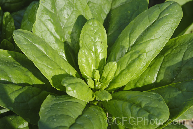 Spinach (<i>Spinacia oleracea</i>), a low, spreading, leafy annual or short-lived perennial, long cultivated but believed to have originated in central to southwestern Asia. Spinach is a very popular vegetable crop. The type shown here is a baby leaf cultivar, a style with very tender foliage that can be used raw in salads. spinacia-3325htm'>Spinacia. Order: Caryophyllales, Family: Amaranthaceae Order: Caryophyllales</a>