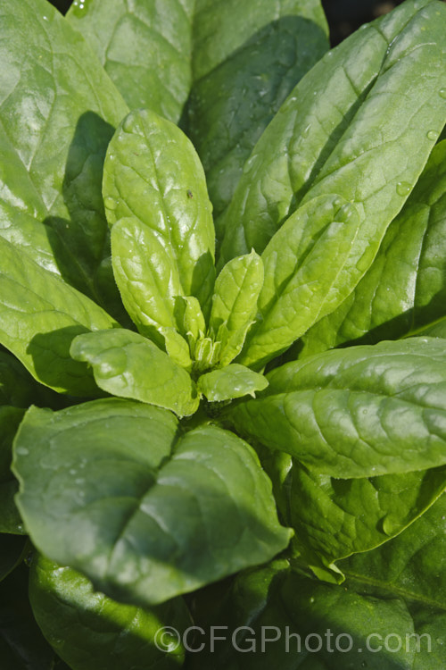 Spinach (<i>Spinacia oleracea</i>), a low, spreading, leafy annual or short-lived perennial, long cultivated but believed to have originated in central to southwestern Asia. Spinach is a very popular vegetable crop. The type shown here is a baby leaf cultivar, a style with very tender foliage that can be used raw in salads. spinacia-3325htm'>Spinacia. Order: Caryophyllales, Family: Amaranthaceae Order: Caryophyllales</a>