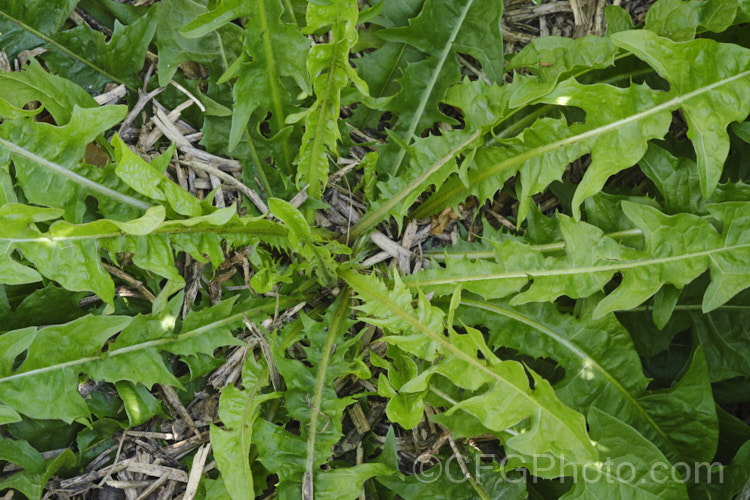 Foliage rosette of a Dandelion (<i>Taraxacum campylodes [syns. Taraxacum officinale, Taraxacum vulgare</i>), a common weed of lawns and pastures, originally native to the Northern Hemisphere but now widespread. It is commonly used by herbalists and in salads. taraxacum-3348htm'>Taraxacum.