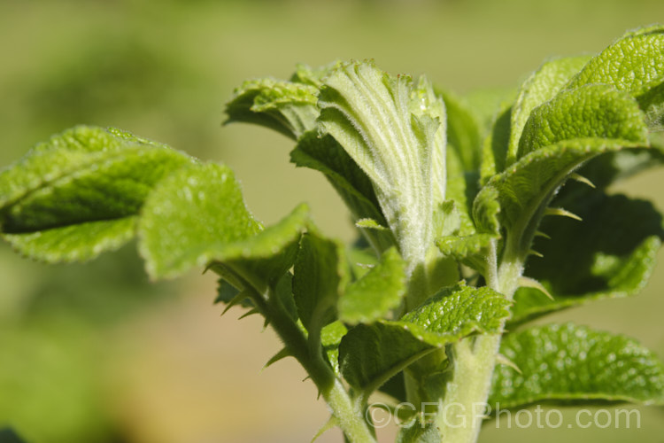 Young foliage of the Japanese Rose (<i>Rosa rugosa</i>). Found naturally in eastern Russia, Korea, Japan and China, this dense, bushy rose has very fragrant, deep pink, single flowers and lush, dark green foliage, and is the main parent of the Rugosa hybrids. Order: Rosales, Family: Rosaceae
