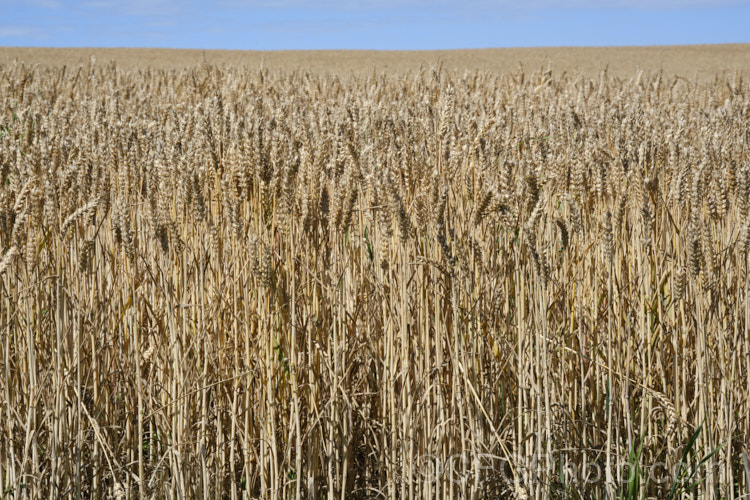 A field of near-mature. Common Wheat or Bread. Wheat (<i>Triticum aestivum</i>), originating in the Middle. East and among the first cultivated plants, wheat is a vitally important cereal crop for much of the world. It is the primary constituent of most bread and cakes and is used in many other baked goods. triticum-2291htm'>Triticum. . Order: Poales</a>