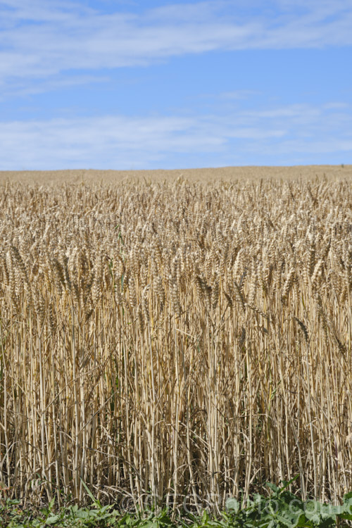 A field of near-mature. Common Wheat or Bread. Wheat (<i>Triticum aestivum</i>), originating in the Middle. East and among the first cultivated plants, wheat is a vitally important cereal crop for much of the world. It is the primary constituent of most bread and cakes and is used in many other baked goods. triticum-2291htm'>Triticum. . Order: Poales</a>