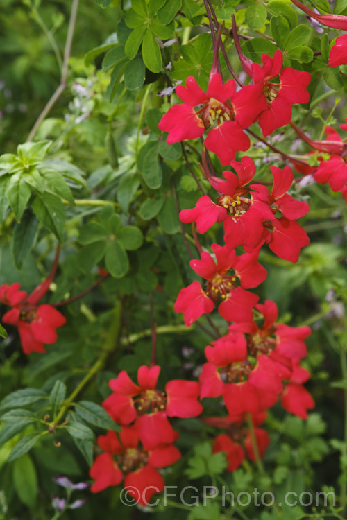 Flame. Nasturtium or Scottish. Flame. Flower (<i>Tropaeolum speciosum</i>), a vivid summer-flowering rhizomatous perennial climber native to Chile. It often naturalises in cool, moist conditions and has become widely established in Britain, hence the common name. Scottish. Flame. Flower, despite its. South American origins. tropaeolum-3375htm'>Tropaeolum. <a href='tropaeolaceae-plant-family-photoshtml'>Tropaeolaceae</a>. Order: Brassicales</a>