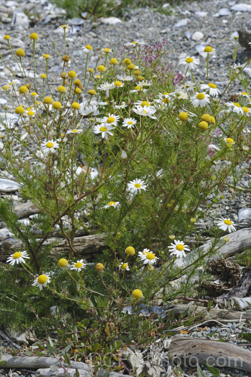 False Mayweed or Sea. Mayweed (<i>Tripleurospermum maritimum [syn. Matricaria maritima]), an annual or short-lived perennial originally native to Eurasia but now widely naturalised in the temperate zones. It is very similar to Tripleurospermum inodorum (some authorities considers them to be subspecies of one species</i>), but usually shows a distinct preferences for coastal gravels. tripleurospermum-3530htm'>Tripleurospermum.