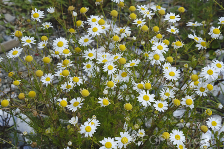 False Mayweed or Sea. Mayweed (<i>Tripleurospermum maritimum [syn. Matricaria maritima]), an annual or short-lived perennial originally native to Eurasia but now widely naturalised in the temperate zones. It is very similar to Tripleurospermum inodorum (some authorities considers them to be subspecies of one species</i>), but usually shows a distinct preferences for coastal gravels. tripleurospermum-3530htm'>Tripleurospermum.