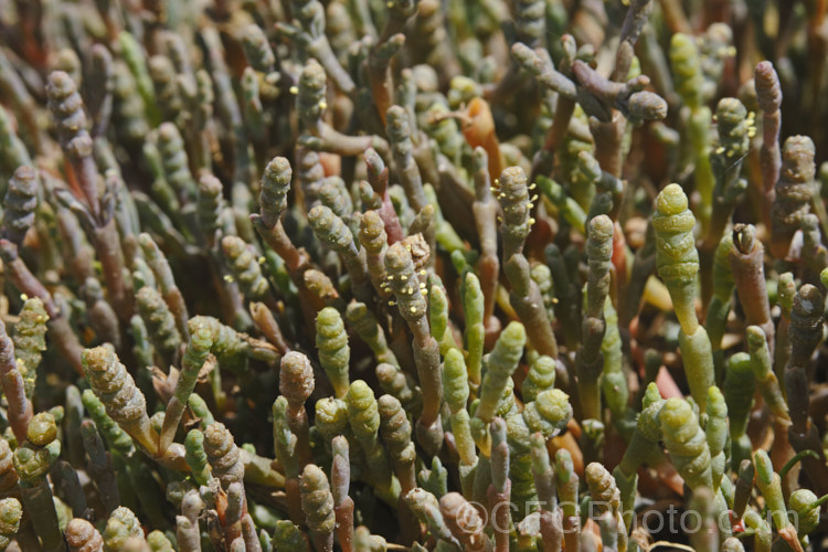 Beaded. Samphire or Beaded. Glasswort (<i>Sarcocornia quinqueflora [syn. Salicornia australis]), a carpeting coastal perennial or subshrub native to Australia and New Zealand It is notable for its ability to survive in salt-saturated soils. In sheltered places it can grow to 50cm tall but is usually kept much shorter by constant exposure to coastal winds. In addition to a few flowers, this image shows the fruits, which are pushed off the end of the stems as they ripen. sarcocornia-3280htm'>Sarcocornia. Order: Caryophyllales, Family: Amaranthaceae Order: Caryophyllales</a>