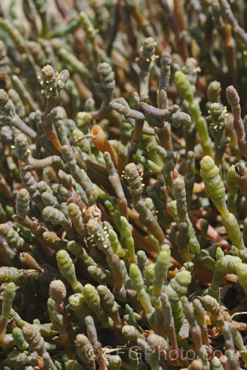 Beaded. Samphire or Beaded. Glasswort (<i>Sarcocornia quinqueflora [syn. Salicornia australis]), a carpeting coastal perennial or subshrub native to Australia and New Zealand It is notable for its ability to survive in salt-saturated soils. In sheltered places it can grow to 50cm tall but is usually kept much shorter by constant exposure to coastal winds. In addition to a few flowers, this image shows the fruits, which are pushed off the end of the stems as they ripen. sarcocornia-3280htm'>Sarcocornia. Order: Caryophyllales, Family: Amaranthaceae Order: Caryophyllales</a>