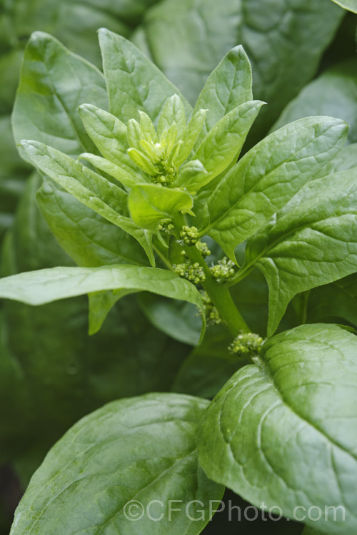 Spinach (<i>Spinacia oleracea</i>) with flowers. This low, spreading, leafy annual or short-lived perennial has long been cultivated and is believed to have originated in central to southwestern Asia. Spinach is a very popular vegetable crop. The type shown here is a baby leaf cultivar, a style with very tender foliage that can be used raw in salads. Amaranthaceae. spinacia-3325htm'>Spinacia. Order: Caryophyllales, Family: Amaranthaceae Order: Caryophyllales</a>