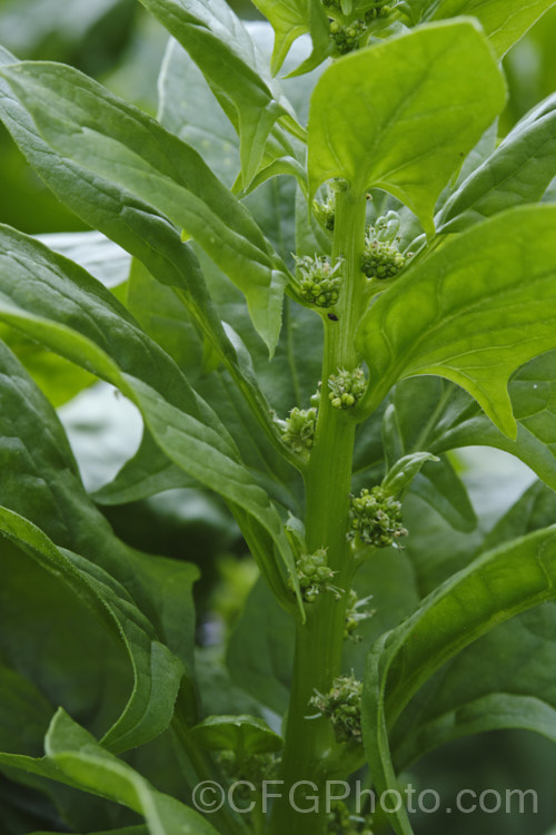 Spinach (<i>Spinacia oleracea</i>) with flowers. This low, spreading, leafy annual or short-lived perennial has long been cultivated and is believed to have originated in central to southwestern Asia. Spinach is a very popular vegetable crop. The type shown here is a baby leaf cultivar, a style with very tender foliage that can be used raw in salads. Amaranthaceae. spinacia-3325htm'>Spinacia. Order: Caryophyllales, Family: Amaranthaceae Order: Caryophyllales</a>