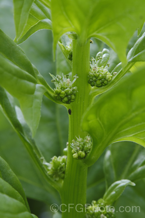 Spinach (<i>Spinacia oleracea</i>) with flowers. This low, spreading, leafy annual or short-lived perennial has long been cultivated and is believed to have originated in central to southwestern Asia. Spinach is a very popular vegetable crop. The type shown here is a baby leaf cultivar, a style with very tender foliage that can be used raw in salads. Amaranthaceae. spinacia-3325htm'>Spinacia. Order: Caryophyllales, Family: Amaranthaceae Order: Caryophyllales</a>