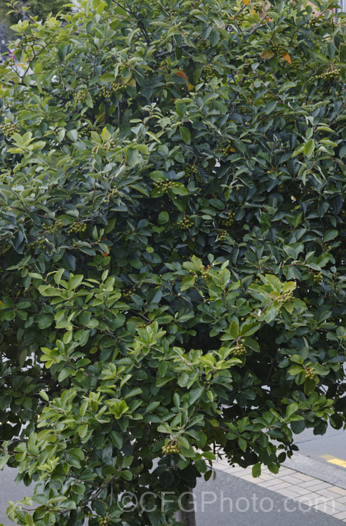Whitebeam (<i>Sorbus aria</i>) in summer, with maturing fruit. This deciduous tree from the mountains of Europe has white spring flowers that are followed by 10-12Âmm diameter, orange-red fruit, maturing from early autumn. The foliage sometimes develops attractive russet tones in autumn. sorbus-2143htm'>Sorbus. Order: Rosales, Family: Rosaceae