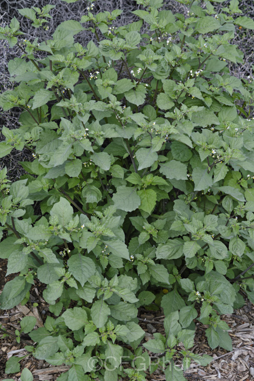 Black Nightshade or Common Nightshade (<i>Solanum nigrum</i>), a widespread shrubby weed originally native to Eurasia but now naturalised through most of the temperate zones. Its white flowers are followed by rounded black or yellow berries that are toxic, but which should not be confused with Deadly. Nightshade (<i>Atropa belladonna</i>). solanum-2141htm'>Solanum. Order: Solanales</a>