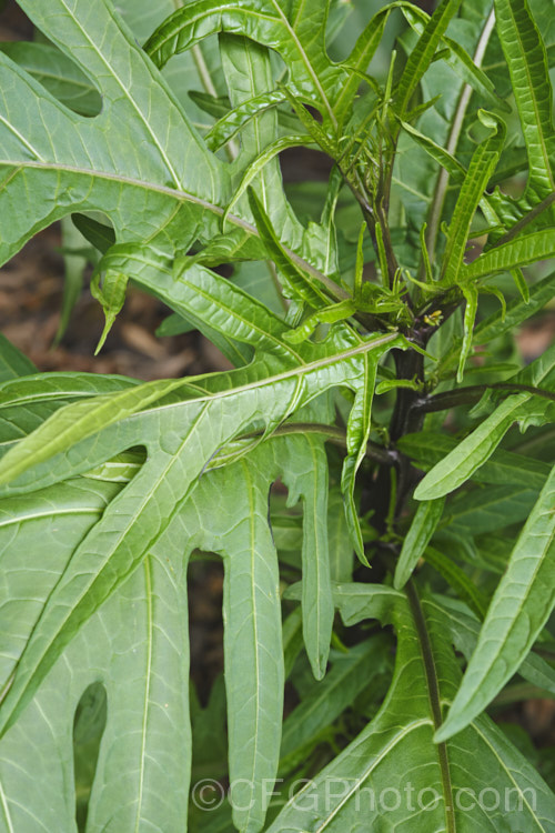 Poroporo (<i>Solanum laciniatum</i>), a 3m tall evergreen shrub native to New Zealand It is larger and more graceful than the very similar and more common. Solanum aviculare, and is a better species for cultivation. solanum-2141htm'>Solanum. Order: Solanales</a>