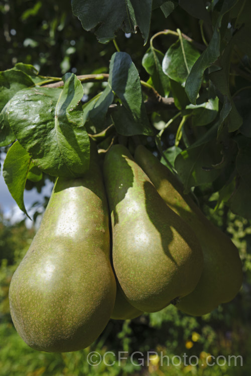 Maturing 'Beurre Bosc' pears (<i>Pyrus communis 'Beurre Bosc'). Also known as Bosc or Royal Beurre Bosc, this is a russet-skinned pear with a rather narrow neck. This pear has a rather grainy flesh but keeps well and has an excellent flavour. Order: Rosales, Family: Rosaceae
