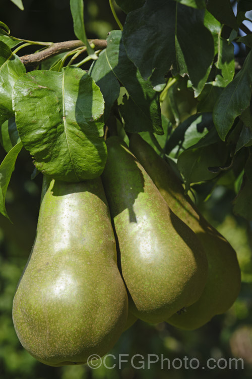 Maturing 'Beurre Bosc' pears (<i>Pyrus communis 'Beurre Bosc'). Also known as Bosc or Royal Beurre Bosc, this is a russet-skinned pear with a rather narrow neck. This pear has a rather grainy flesh but keeps well and has an excellent flavour. Order: Rosales, Family: Rosaceae