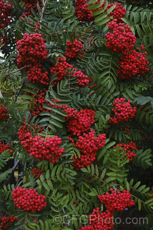 Showy. Mountain Ash or Dogberry (<i>Sorbus decora</i>), a 6-10m tall deciduous tree native to northeastern North America. The clusters of red berries follow spring-borne heads of tiny white to cream flowers. The effect is similar to the common. Mountain Ash (<i>Sorbus aucuparia</i>) but the leaflets are usually larger and darker and the red fruit (as opposed to orange for. S aucuparia</i>) ripens later, often persisting beyond leaf fall. sorbus-2143htm'>Sorbus. Order: Rosales, Family: Rosaceae