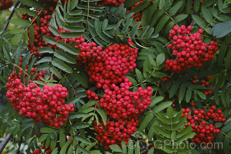 Showy. Mountain Ash or Dogberry (<i>Sorbus decora</i>), a 6-10m tall deciduous tree native to northeastern North America. The clusters of red berries follow spring-borne heads of tiny white to cream flowers. The effect is similar to the common. Mountain Ash (<i>Sorbus aucuparia</i>) but the leaflets are usually larger and darker and the red fruit (as opposed to orange for. S aucuparia</i>) ripens later, often persisting beyond leaf fall. sorbus-2143htm'>Sorbus. Order: Rosales, Family: Rosaceae