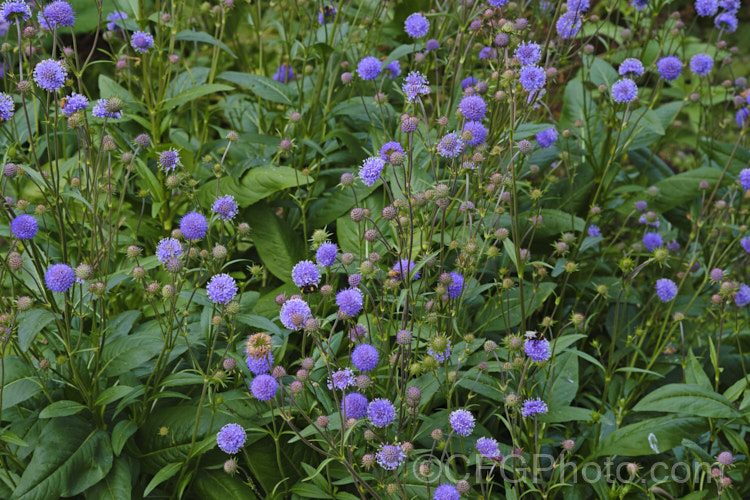 Devil's-bit or Devil's-bit Scabious (<i>Succisa pratensis</i>), a summer-flowering perennial found naturally from Central Asia to the British Isles. Its purple-blue flowerheads are borne on fine stems up to 1m high and open from late summer. Order: Dipsacales, Family: Caprifoliaceae