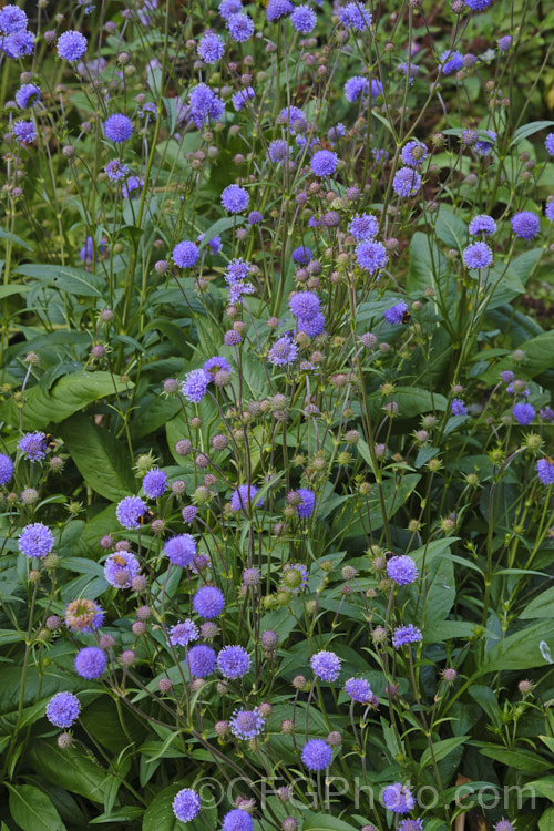 Devil's-bit or Devil's-bit Scabious (<i>Succisa pratensis</i>), a summer-flowering perennial found naturally from Central Asia to the British Isles. Its purple-blue flowerheads are borne on fine stems up to 1m high and open from late summer. Order: Dipsacales, Family: Caprifoliaceae
