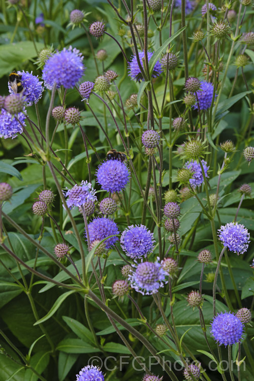 Devil's-bit or Devil's-bit Scabious (<i>Succisa pratensis</i>), a summer-flowering perennial found naturally from Central Asia to the British Isles. Its purple-blue flowerheads are borne on fine stems up to 1m high and open from late summer. Order: Dipsacales, Family: Caprifoliaceae