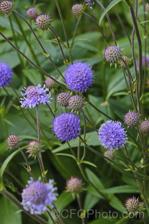 Devil's-bit or Devil's-bit Scabious (<i>Succisa pratensis</i>), a summer-flowering perennial found naturally from Central Asia to the British Isles. Its purple-blue flowerheads are borne on fine stems up to 1m high and open from late summer. Order: Dipsacales, Family: Caprifoliaceae