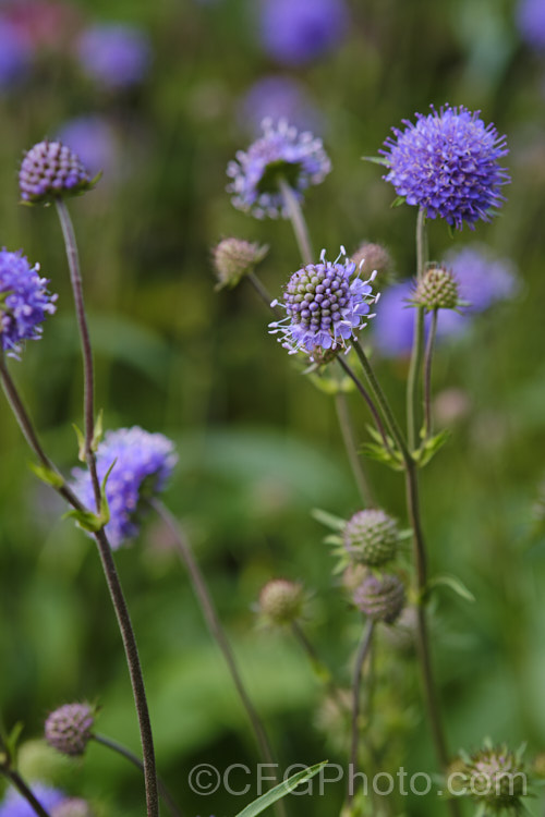 Devil's-bit or Devil's-bit Scabious (<i>Succisa pratensis</i>), a summer-flowering perennial found naturally from Central Asia to the British Isles. Its purple-blue flowerheads are borne on fine stems up to 1m high and open from late summer. Order: Dipsacales, Family: Caprifoliaceae