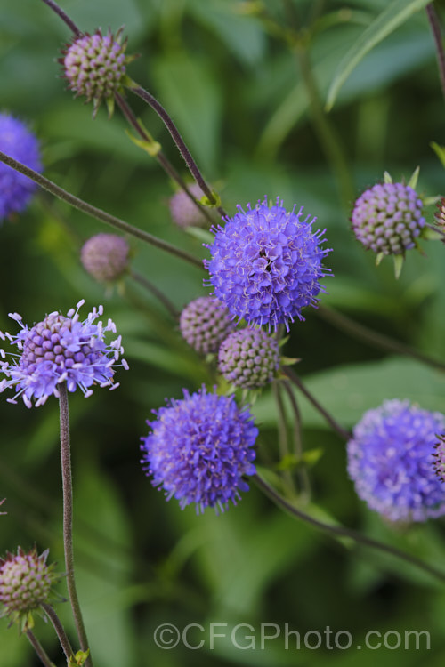 Devil's-bit or Devil's-bit Scabious (<i>Succisa pratensis</i>), a summer-flowering perennial found naturally from Central Asia to the British Isles. Its purple-blue flowerheads are borne on fine stems up to 1m high and open from late summer. Order: Dipsacales, Family: Caprifoliaceae