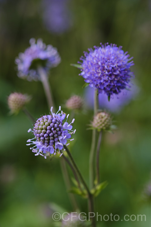 Devil's-bit or Devil's-bit Scabious (<i>Succisa pratensis</i>), a summer-flowering perennial found naturally from Central Asia to the British Isles. Its purple-blue flowerheads are borne on fine stems up to 1m high and open from late summer. Order: Dipsacales, Family: Caprifoliaceae