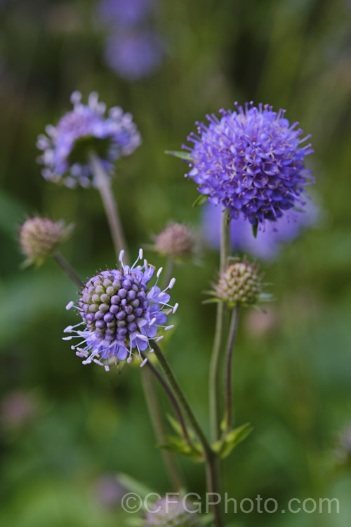 Devil's-bit or Devil's-bit Scabious (<i>Succisa pratensis</i>), a summer-flowering perennial found naturally from Central Asia to the British Isles. Its purple-blue flowerheads are borne on fine stems up to 1m high and open from late summer. Order: Dipsacales, Family: Caprifoliaceae