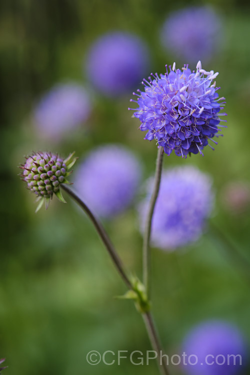 Devil's-bit or Devil's-bit Scabious (<i>Succisa pratensis</i>), a summer-flowering perennial found naturally from Central Asia to the British Isles. Its purple-blue flowerheads are borne on fine stems up to 1m high and open from late summer. Order: Dipsacales, Family: Caprifoliaceae