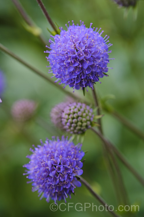 Devil's-bit or Devil's-bit Scabious (<i>Succisa pratensis</i>), a summer-flowering perennial found naturally from Central Asia to the British Isles. Its purple-blue flowerheads are borne on fine stems up to 1m high and open from late summer. Order: Dipsacales, Family: Caprifoliaceae