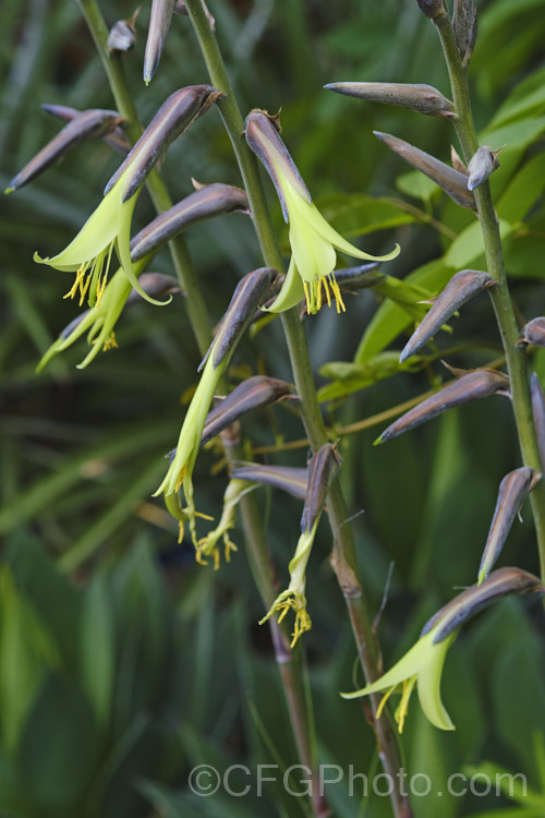 Puya mirabilis, a Bolivian terrestrial bromeliad that forms a basal foliage rosette, form which develops a flower stem to 15m tall. The pendulous, tubular, greenish-yellow flowers open in summer to early autumn. Each foliage rosette is up to 60cm high and the plant quickly forms a clump to over 2m wide