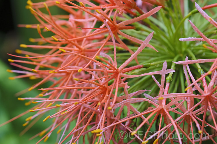 Scadoxus multiflorus subsp. katherinae, a bulb native to West Africa. The flowerheads are borne on stems that can be over 1m tall and the flowering season ranges from spring to autumn depending on the climate and rainfall. The broad strappy leaves are up to 30cm long. scadoxus-3286htm'>Scadoxus. Order: Asparagales</a>