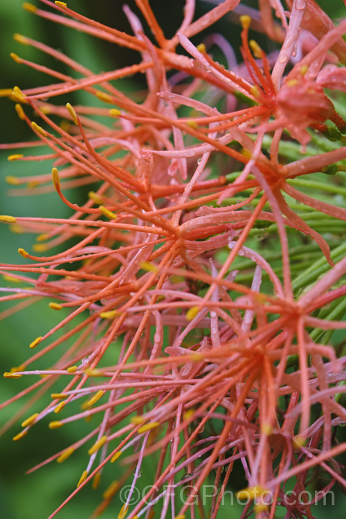 Scadoxus multiflorus subsp. katherinae, a bulb native to West Africa. The flowerheads are borne on stems that can be over 1m tall and the flowering season ranges from spring to autumn depending on the climate and rainfall. The broad strappy leaves are up to 30cm long. scadoxus-3286htm'>Scadoxus. Order: Asparagales</a>