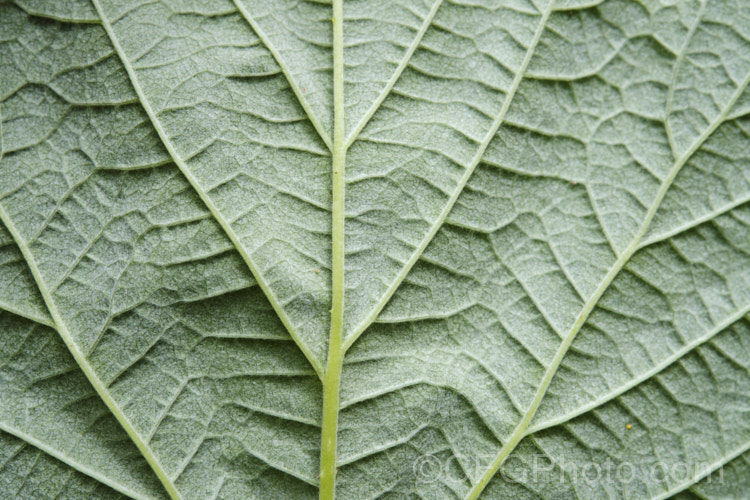 The underside of the leaf of a Raspberry (<i>Rubus idaeus</i>), a 15-2m tall deciduous Eurasian shrub that forms a clump of erect, strong-growing canes that are bristly rather than prickly. Its white flowers appear in spring and develop quickly into the familiar edible red fruits. Autumn-fruiting or everbearing raspberries are often pruned back hard in winter so they produce a single late season crop. Raspberries are popular for eating fresh, but the texture of the fruit does not appeal to all, so they are perhaps better known in pulped form, used as a flavouring. Order: Rosales, Family: Rosaceae