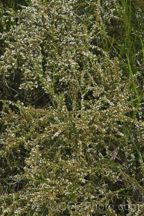 Taxandria juniperina (<i>Agonis juniperina</i>), a popular. Western Australian shrub or small tree often used in floristry. It blooms for a long period from early autumn until well into spring. taxandria-3350htm'>Taxandria. . Order: Myrtales</a>