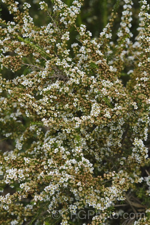Taxandria juniperina (<i>Agonis juniperina</i>), a popular. Western Australian shrub or small tree often used in floristry. It blooms for a long period from early autumn until well into spring. taxandria-3350htm'>Taxandria. . Order: Myrtales</a>