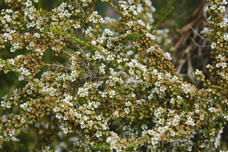Taxandria juniperina (<i>Agonis juniperina</i>), a popular. Western Australian shrub or small tree often used in floristry. It blooms for a long period from early autumn until well into spring. taxandria-3350htm'>Taxandria. . Order: Myrtales</a>