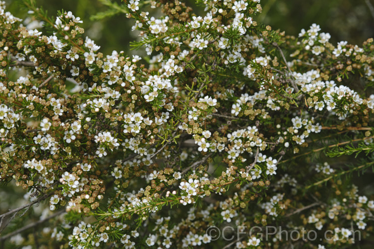 Taxandria juniperina (<i>Agonis juniperina</i>), a popular. Western Australian shrub or small tree often used in floristry. It blooms for a long period from early autumn until well into spring. taxandria-3350htm'>Taxandria. . Order: Myrtales</a>